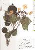  ( - TW019720)  @11 [ ] Copyright (2021) Unspecified Forestry and Forest Products Research Institute