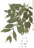  ( - TW019729)  @11 [ ] Copyright (2021) Unspecified Forestry and Forest Products Research Institute