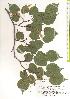  ( - TW019740)  @11 [ ] Copyright (2021) Unspecified Forestry and Forest Products Research Institute