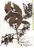  ( - TW019743)  @11 [ ] Copyright (2021) Unspecified Forestry and Forest Products Research Institute