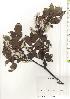  (Salix - TW019746)  @11 [ ] Copyright (2021) Unspecified Forestry and Forest Products Research Institute