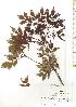  ( - TW019748)  @11 [ ] Copyright (2021) Unspecified Forestry and Forest Products Research Institute