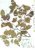  ( - TW019763)  @11 [ ] Copyright (2021) Unspecified Forestry and Forest Products Research Institute