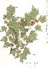  ( - TW019774)  @11 [ ] Copyright (2021) Unspecified Forestry and Forest Products Research Institute