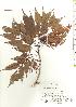  (Fraxinus longicuspis var. longicuspis - TW019778)  @11 [ ] Copyright (2021) Unspecified Forestry and Forest Products Research Institute