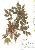  ( - TW019783)  @11 [ ] Copyright (2021) Unspecified Forestry and Forest Products Research Institute