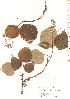  ( - TW019785)  @11 [ ] Copyright (2021) Unspecified Forestry and Forest Products Research Institute