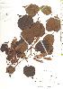  ( - TW019791)  @11 [ ] Copyright (2021) Unspecified Forestry and Forest Products Research Institute