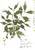  ( - TW019797)  @11 [ ] Copyright (2021) Unspecified Forestry and Forest Products Research Institute
