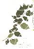  ( - TW019798)  @11 [ ] Copyright (2021) Unspecified Forestry and Forest Products Research Institute