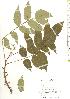  ( - TW019799)  @11 [ ] Copyright (2021) Unspecified Forestry and Forest Products Research Institute