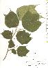  ( - TW019800)  @11 [ ] Copyright (2021) Unspecified Forestry and Forest Products Research Institute