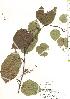  ( - TW019809)  @11 [ ] Copyright (2021) Unspecified Forestry and Forest Products Research Institute