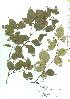  (Betula schmidtii var. schmidtii - TW019813)  @11 [ ] Copyright (2021) Unspecified Forestry and Forest Products Research Institute