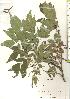  ( - TW019825)  @11 [ ] Copyright (2021) Unspecified Forestry and Forest Products Research Institute
