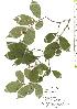 ( - TW019831)  @11 [ ] Copyright (2021) Unspecified Forestry and Forest Products Research Institute