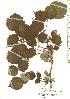  ( - TW019833)  @11 [ ] Copyright (2021) Unspecified Forestry and Forest Products Research Institute