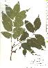  ( - TW019838)  @11 [ ] Copyright (2021) Unspecified Forestry and Forest Products Research Institute