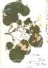  ( - TW019839)  @11 [ ] Copyright (2021) Unspecified Forestry and Forest Products Research Institute