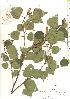  ( - TW019843)  @11 [ ] Copyright (2021) Unspecified Forestry and Forest Products Research Institute