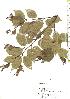  ( - TW019845)  @11 [ ] Copyright (2021) Unspecified Forestry and Forest Products Research Institute