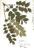  ( - TW019850)  @11 [ ] Copyright (2021) Unspecified Forestry and Forest Products Research Institute