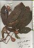  ( - TW020478)  @11 [ ] Copyright (2021) Unspecified Forestry and Forest Products Research Institute