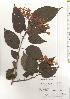  ( - TW020486)  @11 [ ] Copyright (2021) Unspecified Forestry and Forest Products Research Institute