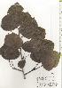  ( - TW020487)  @11 [ ] Copyright (2021) Unspecified Forestry and Forest Products Research Institute