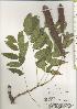  ( - TW020489)  @11 [ ] Copyright (2021) Unspecified Forestry and Forest Products Research Institute