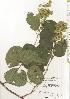  ( - TW020490)  @11 [ ] Copyright (2021) Unspecified Forestry and Forest Products Research Institute
