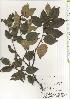  ( - TW020495)  @11 [ ] Copyright (2021) Unspecified Forestry and Forest Products Research Institute