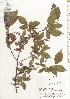  ( - TW020498)  @11 [ ] Copyright (2021) Unspecified Forestry and Forest Products Research Institute