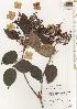  ( - TW020501)  @11 [ ] Copyright (2021) Unspecified Forestry and Forest Products Research Institute
