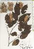  ( - TW020505)  @11 [ ] Copyright (2021) Unspecified Forestry and Forest Products Research Institute