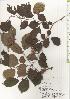  ( - TW020510)  @11 [ ] Copyright (2021) Unspecified Forestry and Forest Products Research Institute