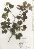  ( - TW020512)  @11 [ ] Copyright (2021) Unspecified Forestry and Forest Products Research Institute