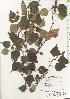  ( - TW020516)  @11 [ ] Copyright (2021) Unspecified Forestry and Forest Products Research Institute