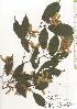  ( - TW020519)  @11 [ ] Copyright (2021) Unspecified Forestry and Forest Products Research Institute
