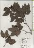  ( - TW020521)  @11 [ ] Copyright (2021) Unspecified Forestry and Forest Products Research Institute