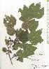  ( - TW020525)  @11 [ ] Copyright (2021) Unspecified Forestry and Forest Products Research Institute