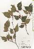  ( - TW020534)  @11 [ ] Copyright (2021) Unspecified Forestry and Forest Products Research Institute