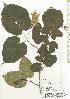  ( - TW020535)  @11 [ ] Copyright (2021) Unspecified Forestry and Forest Products Research Institute