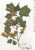  ( - TW020538)  @11 [ ] Copyright (2021) Unspecified Forestry and Forest Products Research Institute