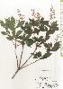  ( - TW020541)  @11 [ ] Copyright (2021) Unspecified Forestry and Forest Products Research Institute