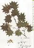 ( - TW020545)  @11 [ ] Copyright (2021) Unspecified Forestry and Forest Products Research Institute