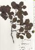  ( - TW020550)  @11 [ ] Copyright (2021) Unspecified Forestry and Forest Products Research Institute