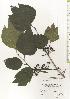  ( - TW020561)  @11 [ ] Copyright (2021) Unspecified Forestry and Forest Products Research Institute