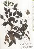  ( - TW020571)  @11 [ ] Copyright (2021) Unspecified Forestry and Forest Products Research Institute