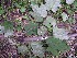  ( - TW020573)  @11 [ ] Copyright (2021) Unspecified Forestry and Forest Products Research Institute